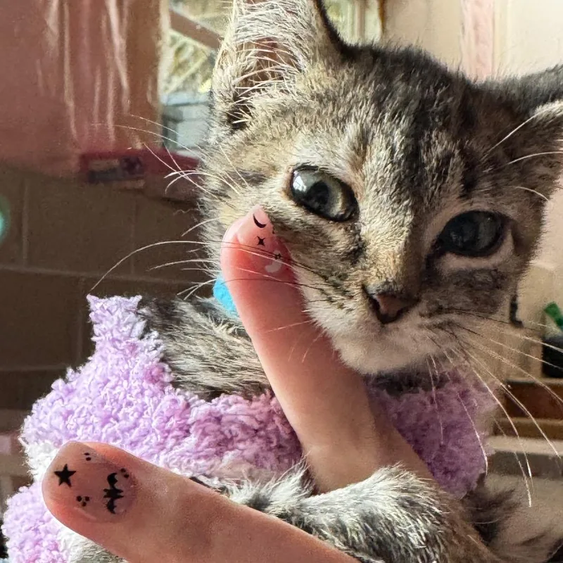 A baby small-sized female Brown / Chocolate Domestic Short Hair cat named Sewer for adoption in Buffalo, MN