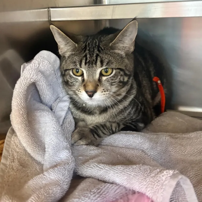 A baby small-sized female Brown / Chocolate Domestic Short Hair cat named Cinna for adoption in Chicago, IL