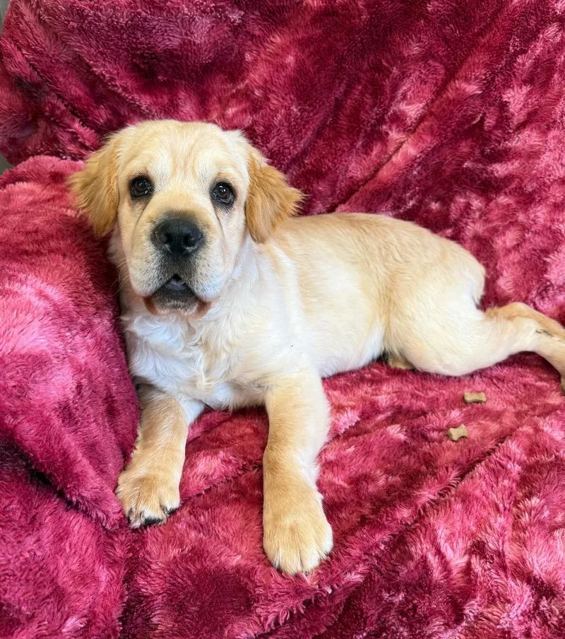 A baby large-sized male Mixed Breed dog named Cosmo for adoption in Lagrange, IN