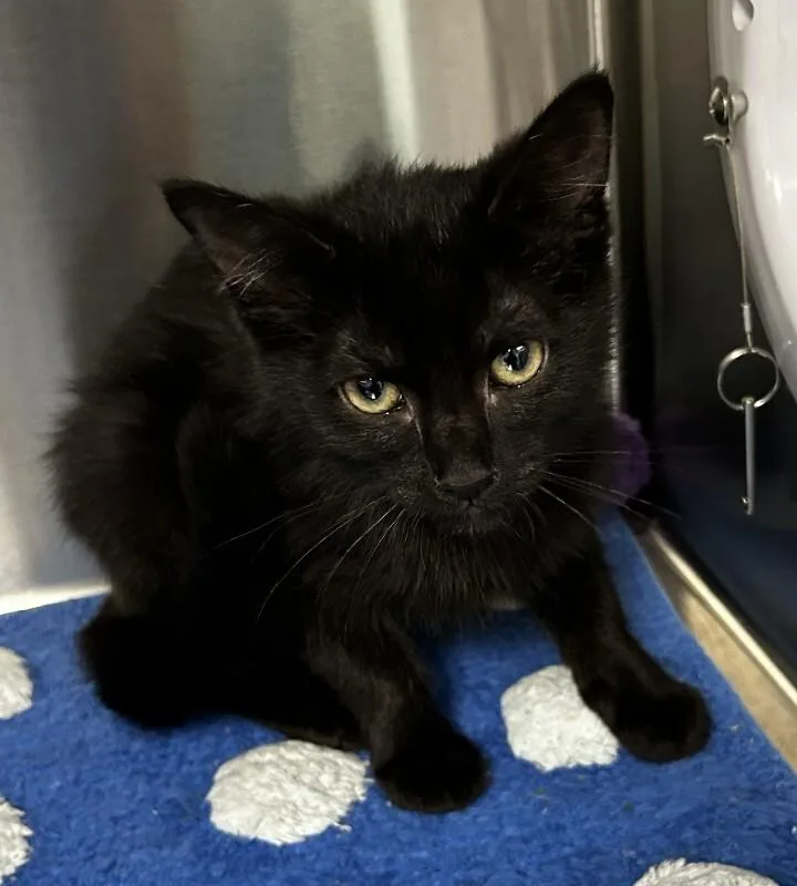 A young medium-sized female Black Domestic Short Hair cat named Sally for adoption in bellefontaine, OH