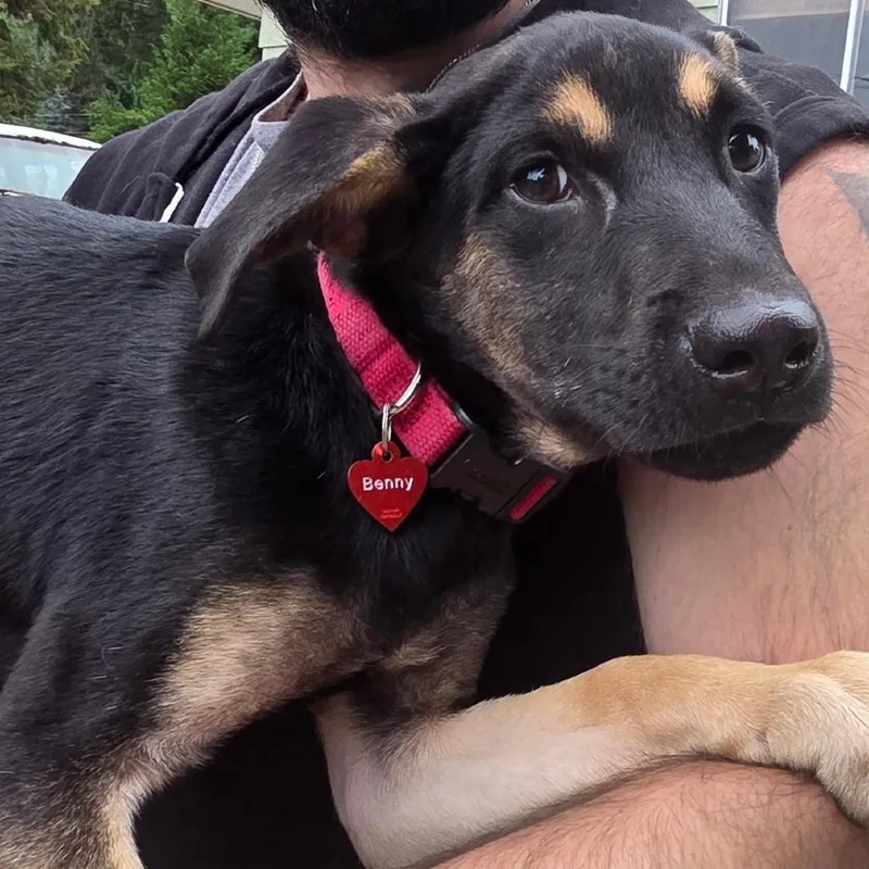 A baby small-sized male Black Shepherd dog named Benny for adoption in Oakville, WA