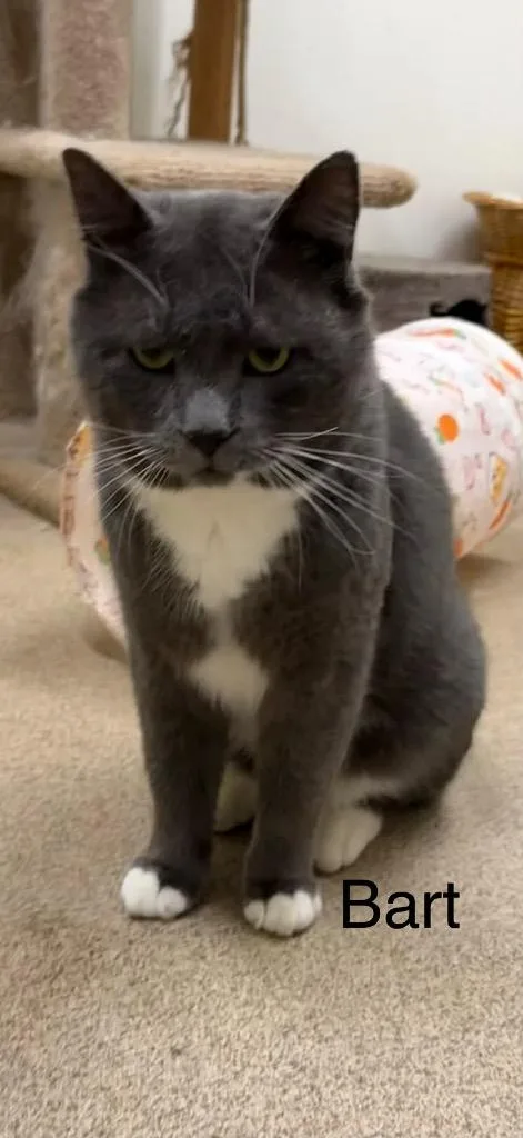 An adult large-sized male Domestic Short Hair cat named Bart for adoption in Plattsburgh, NY