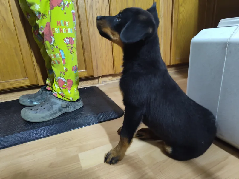 Baby Rottie thumbnail 2