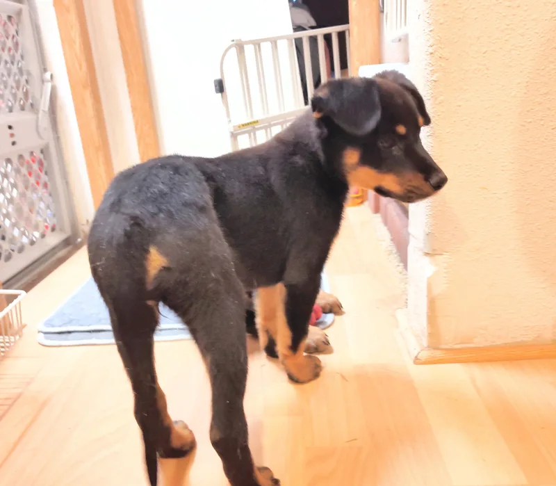 Baby Rottie thumbnail 3