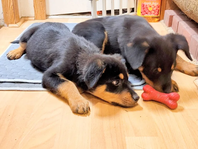 Baby Rottie thumbnail 4