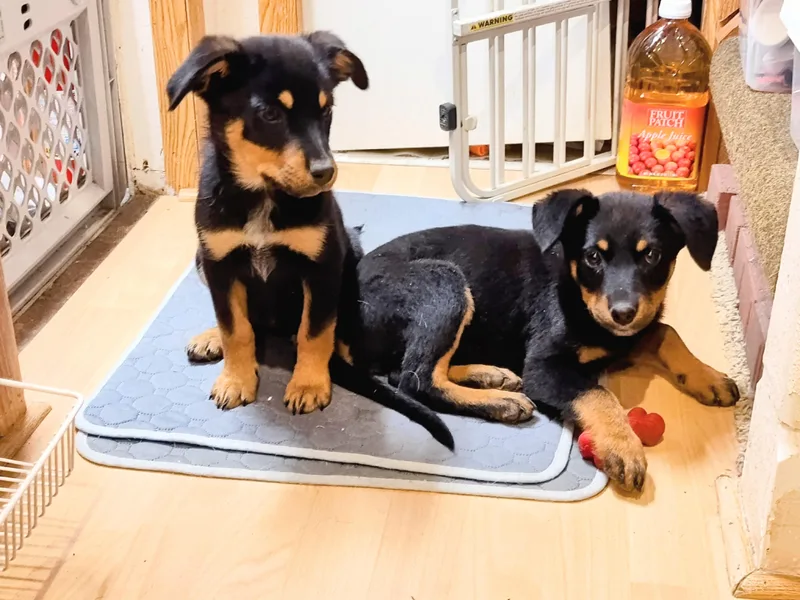 Baby Rottie thumbnail 5