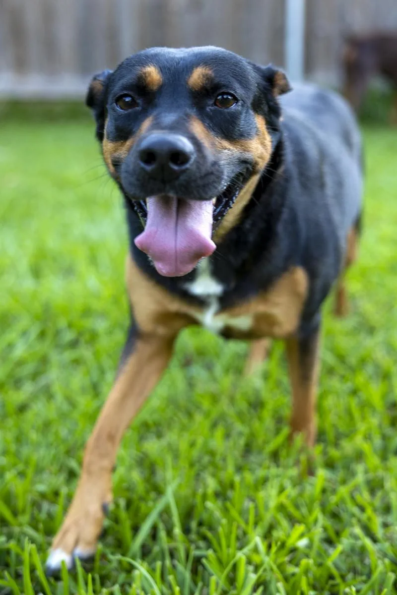 An adult medium-sized female Tricolor (Brown, Black, & White) Black Labrador Retriever dog named Betsy for adoption in Pearland, TX