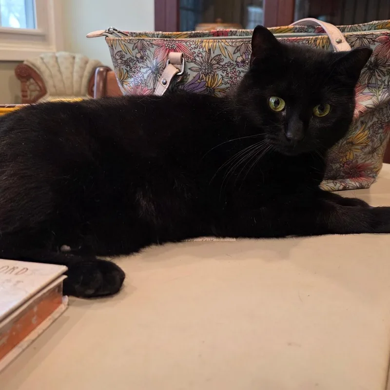 An adult medium-sized female Black Domestic Short Hair cat named Baby Girl for adoption in Greenwood, IN