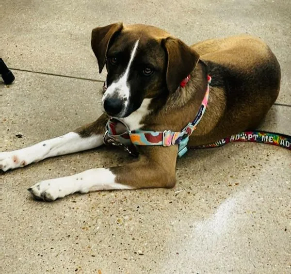 An adult medium-sized male Labrador Retriever dog named Barkley for adoption in Leander, TX