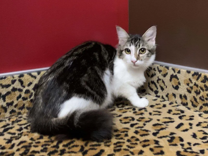 Harriet – Playful Tabby