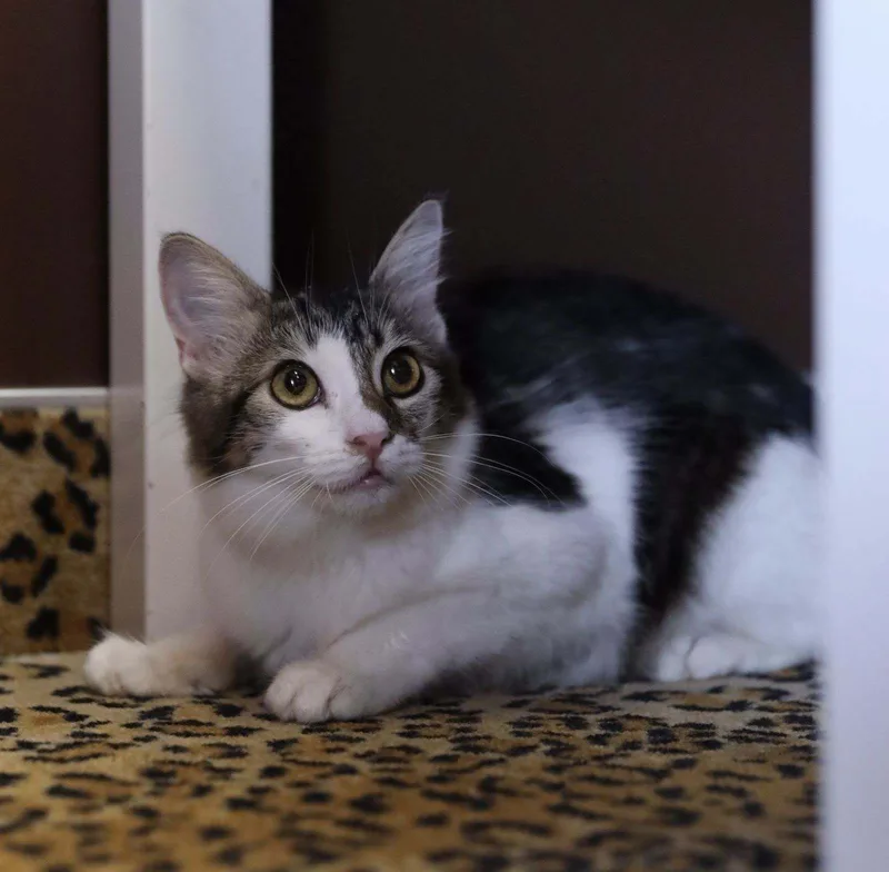 Harriet – Playful Tabby thumbnail 2