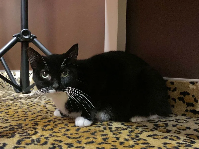 Stevie Nicks – Elegant