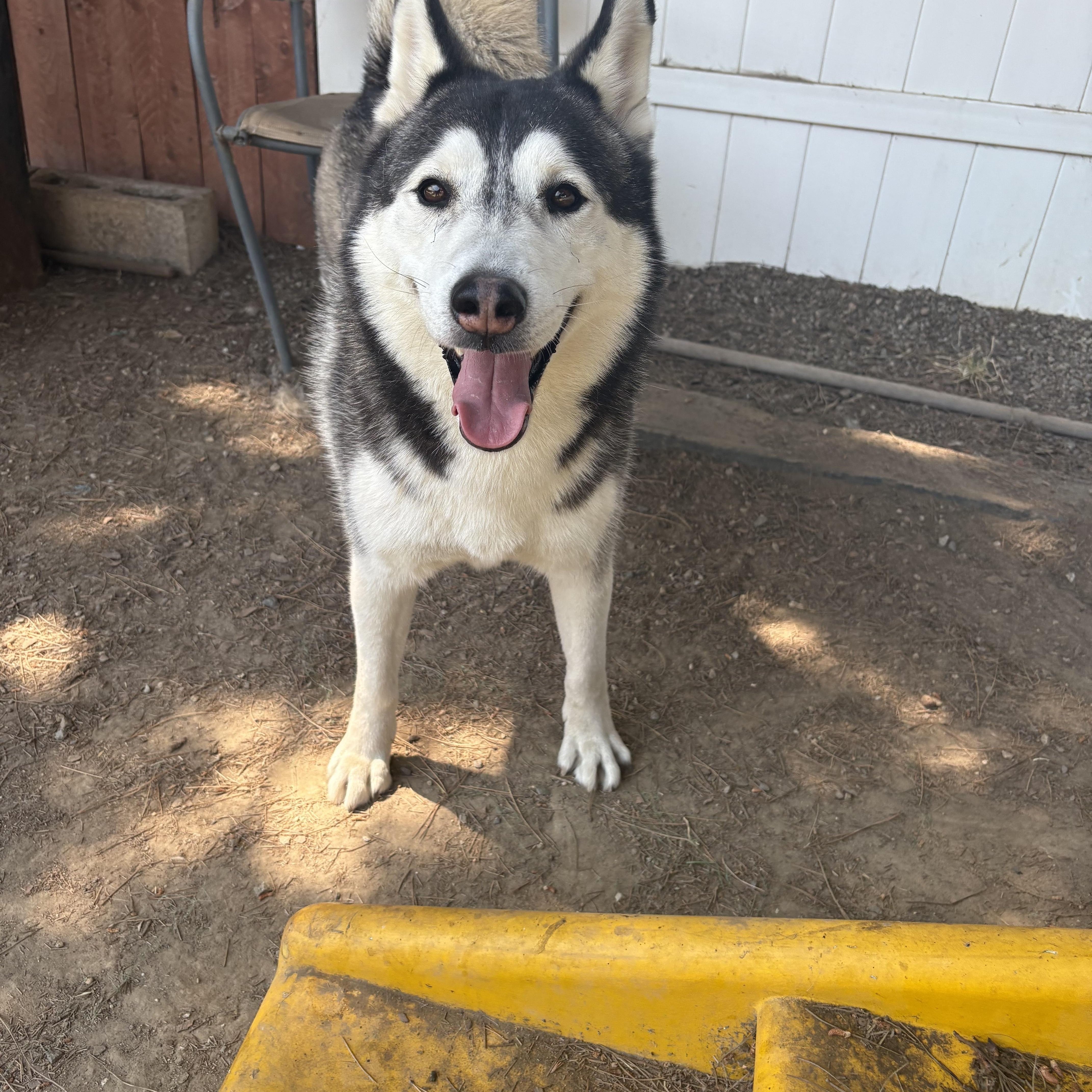 Ranger Needs A Forever thumbnail 2