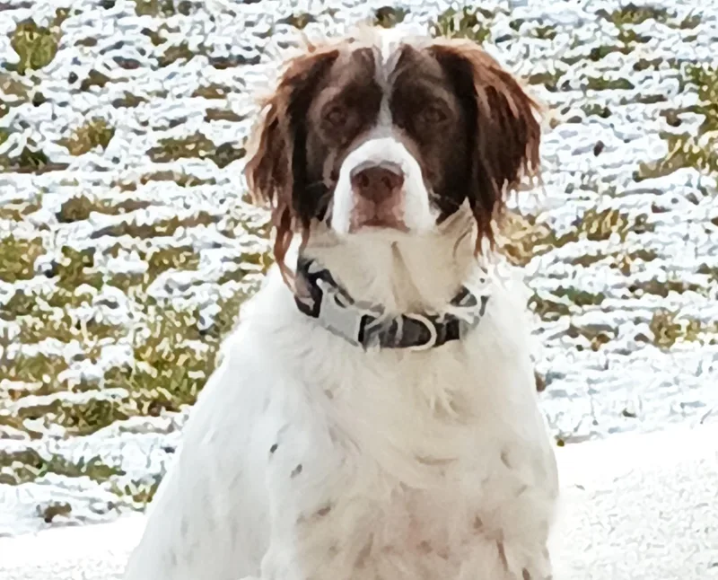 Bowie