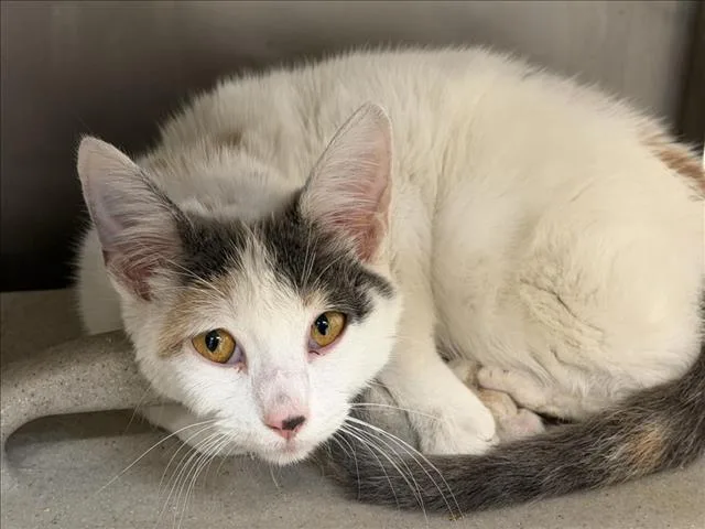 A baby medium-sized female Domestic Short Hair cat named Solstice for adoption in Tulsa, OK