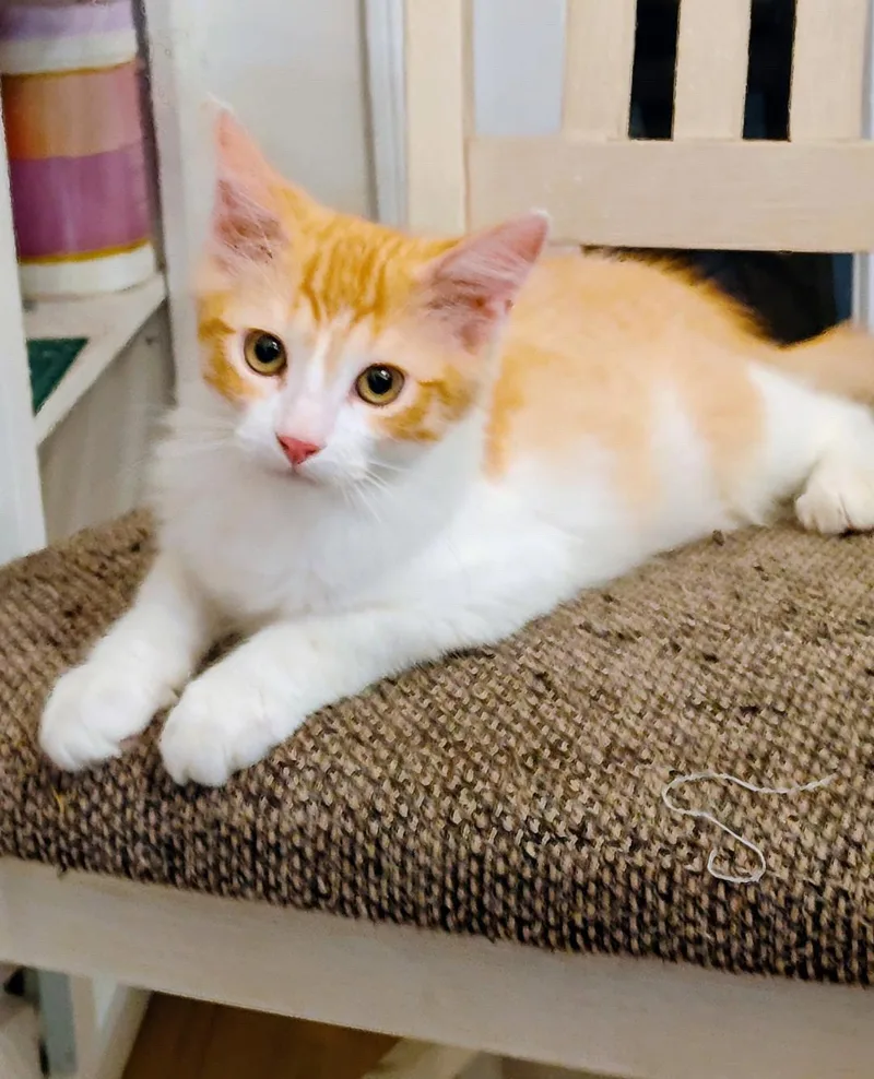 A young medium-sized male Orange & White Domestic Long Hair cat named Fred for adoption in Riverside, CA
