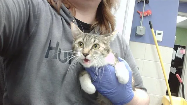 A young small-sized female Domestic Short Hair cat named Android for adoption in Omaha, NE