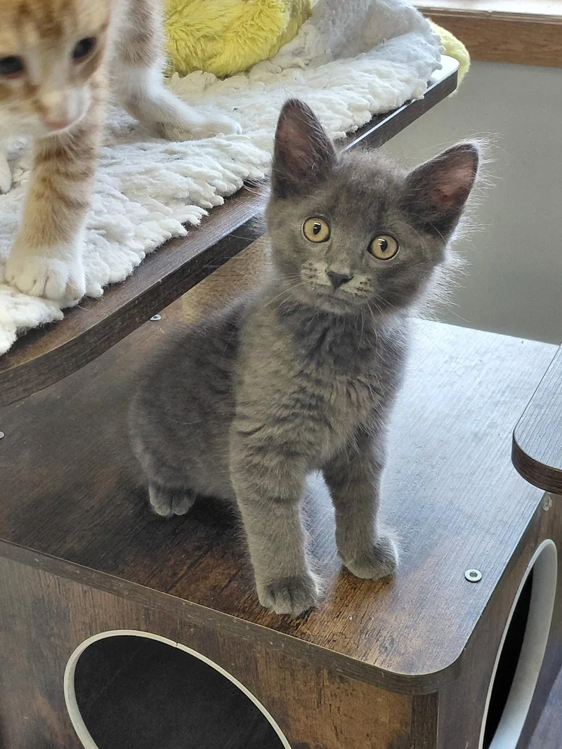A baby medium-sized male Gray / Blue / Silver Domestic Medium Hair cat named Hayes for adoption in Montello, WI