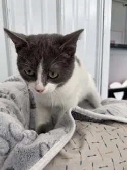 Snowflake thumbnail 3