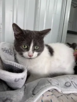 Snowflake thumbnail 2