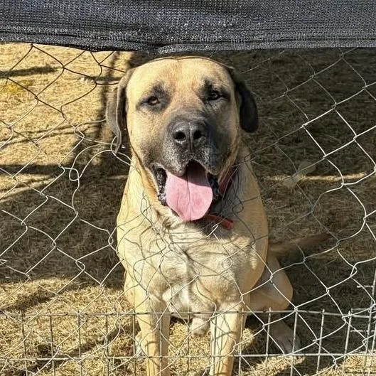 An adult extra large-sized male Black Mastiff dog named Mufasa for adoption in Columbia, SC