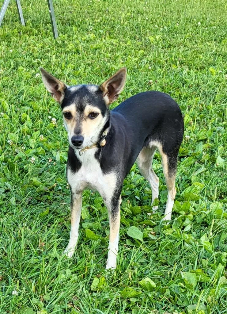 An adult medium-sized female Mixed Breed dog named Lexi for adoption in Medford, WI