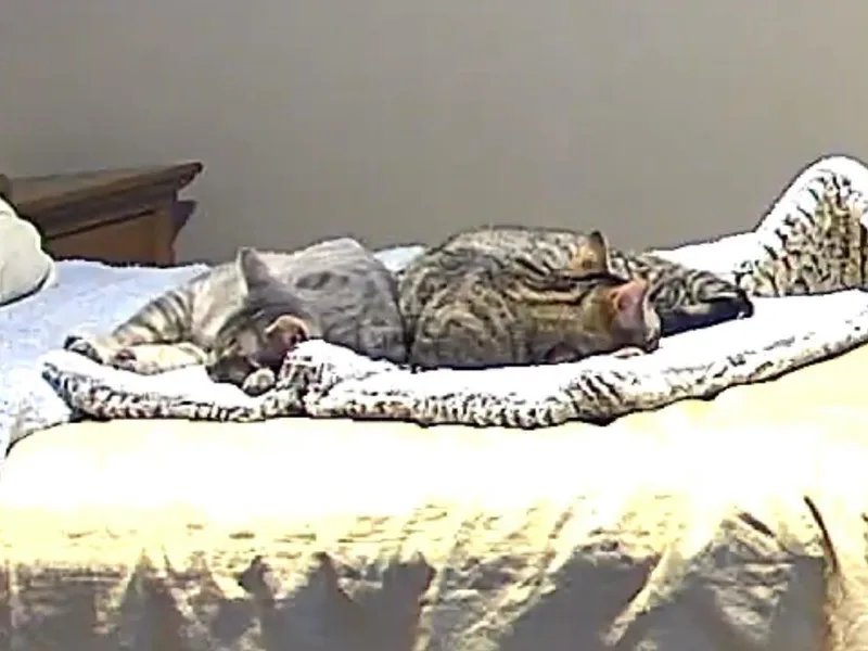 Max & Milo thumbnail 2