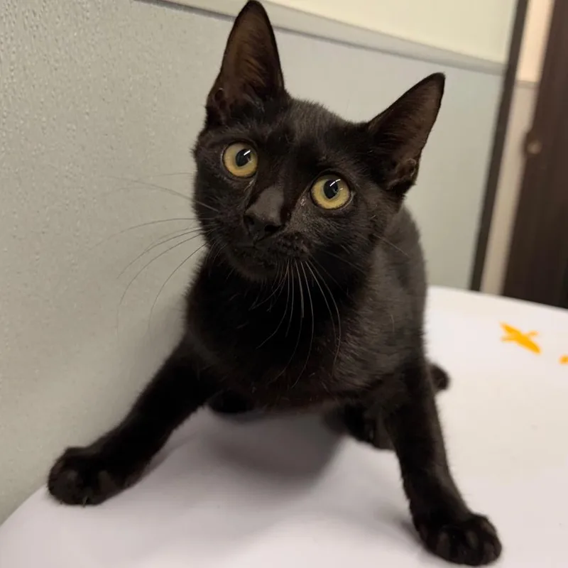 A baby small-sized female Black Domestic Short Hair cat named Mittens for adoption in Tampa, FL
