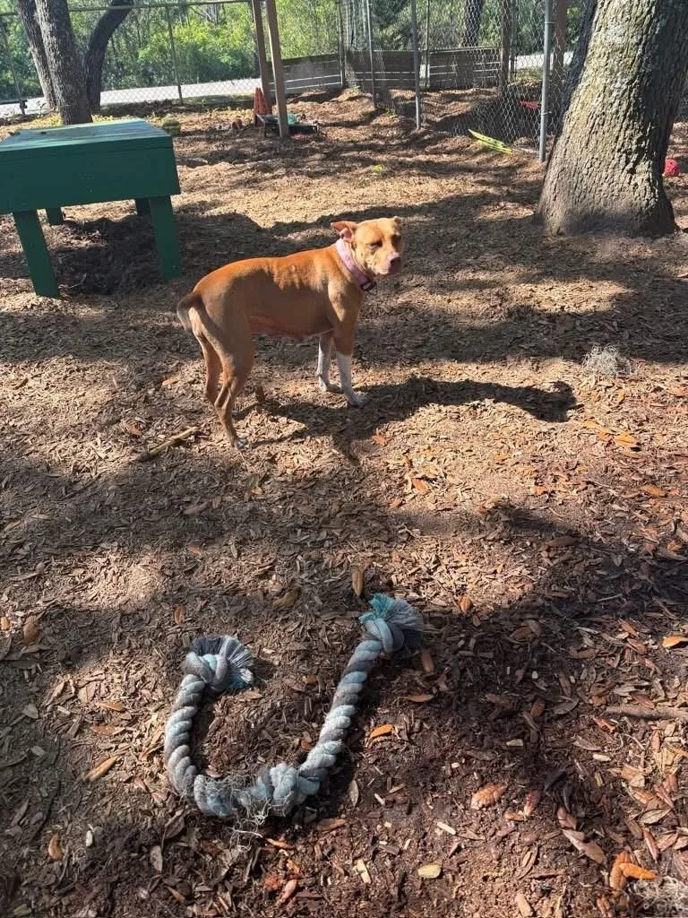 An adult medium-sized female Yellow / Tan / Blond / Fawn Pit Bull Terrier dog named Chai for adoption in St. Augustine, FL