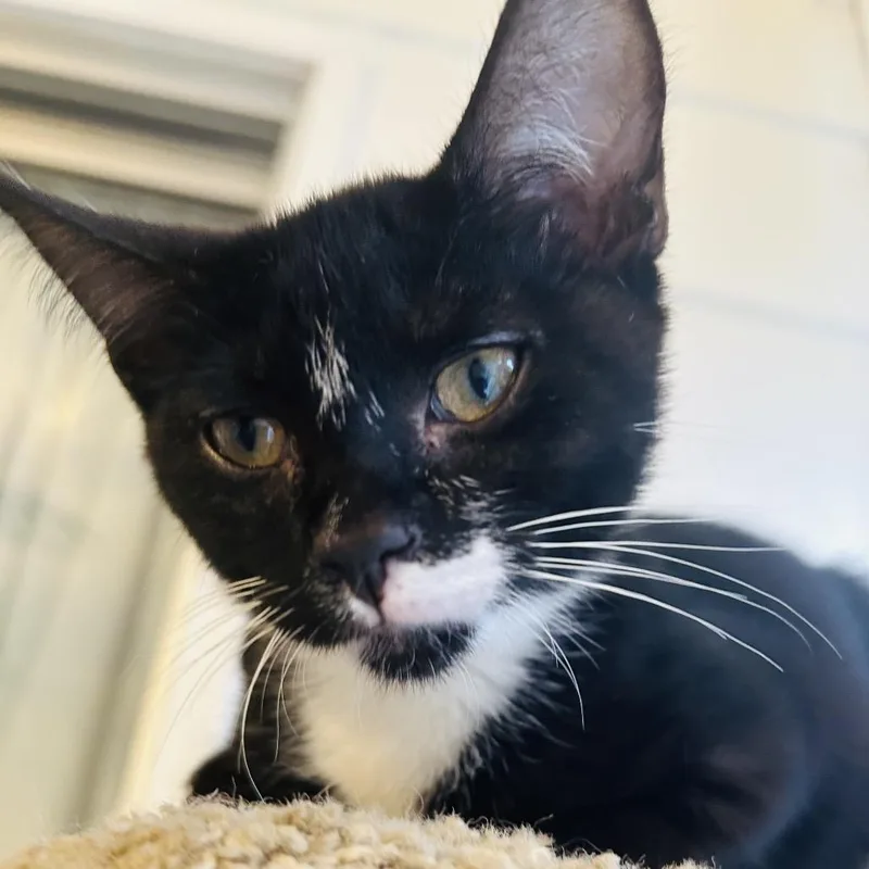 A young medium-sized male Black Domestic Short Hair cat named Mochi for adoption in San Diego, CA