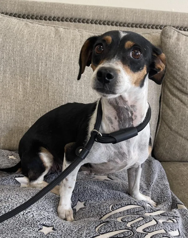 A young small-sized female Mixed Breed dog named Valyre for adoption in Thousand Oaks, CA