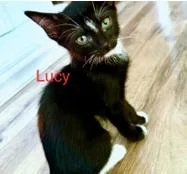 Lucy