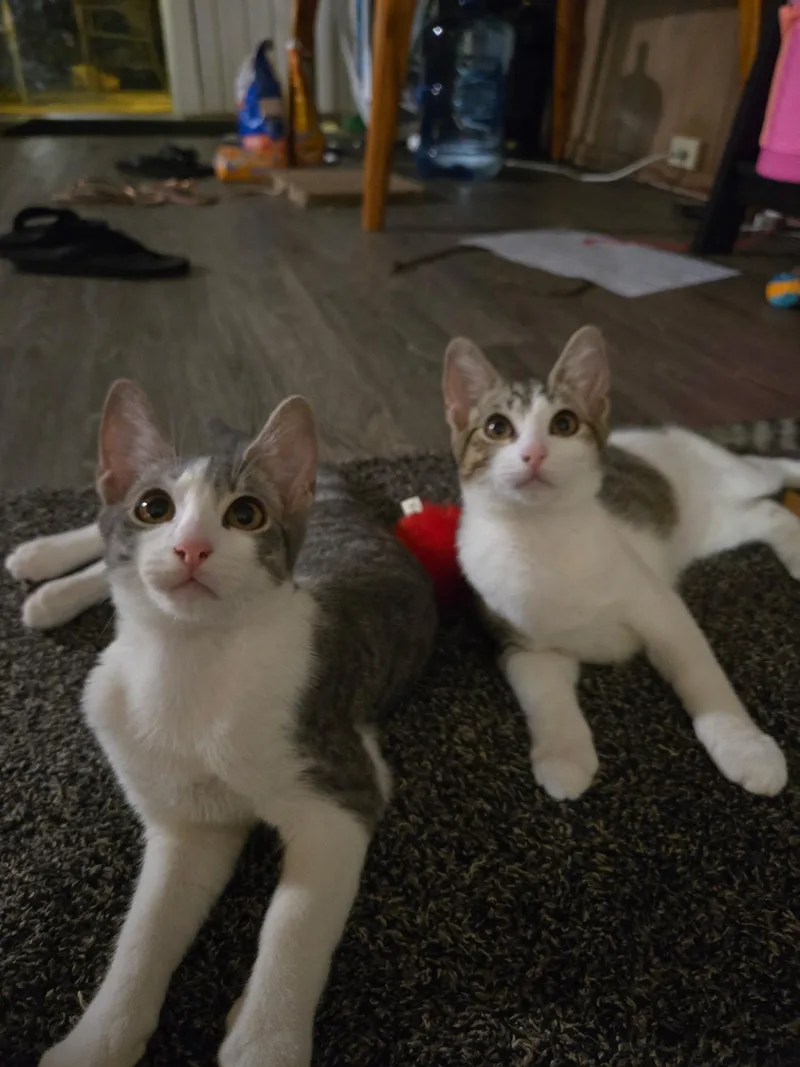 Shrimp Scampi thumbnail 2