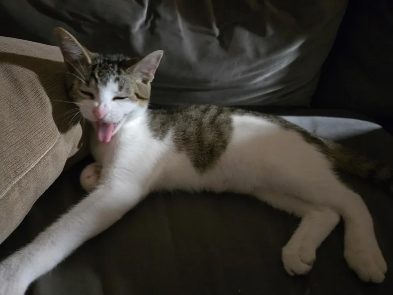 Shrimp Scampi thumbnail 3