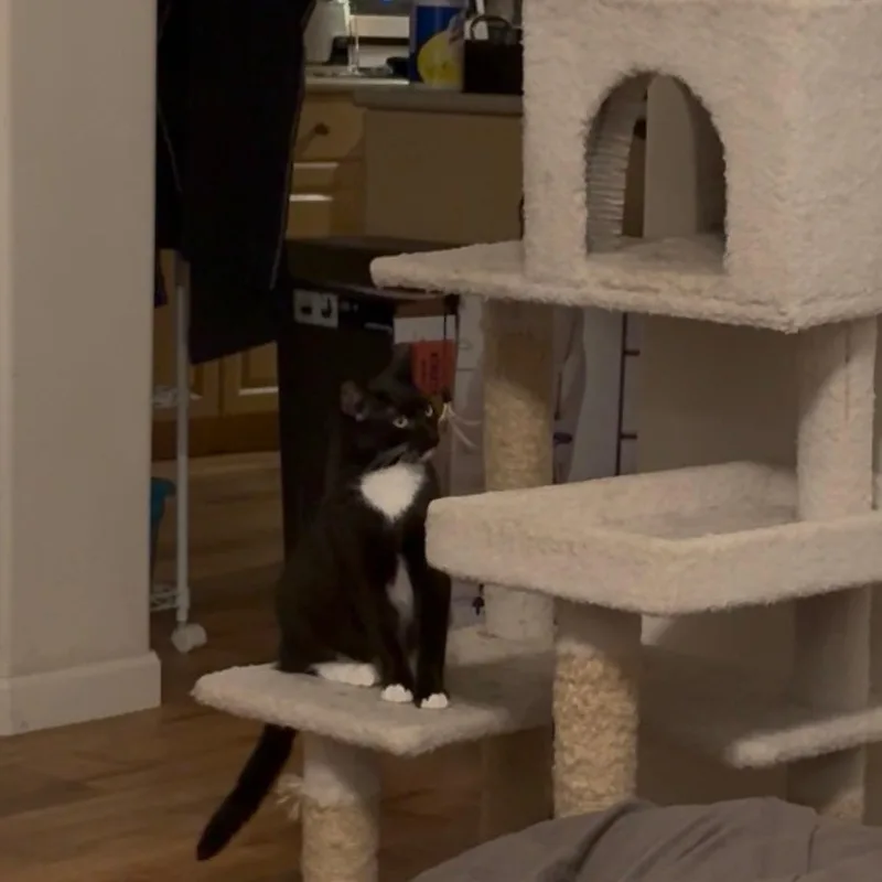 Chipotle thumbnail 3