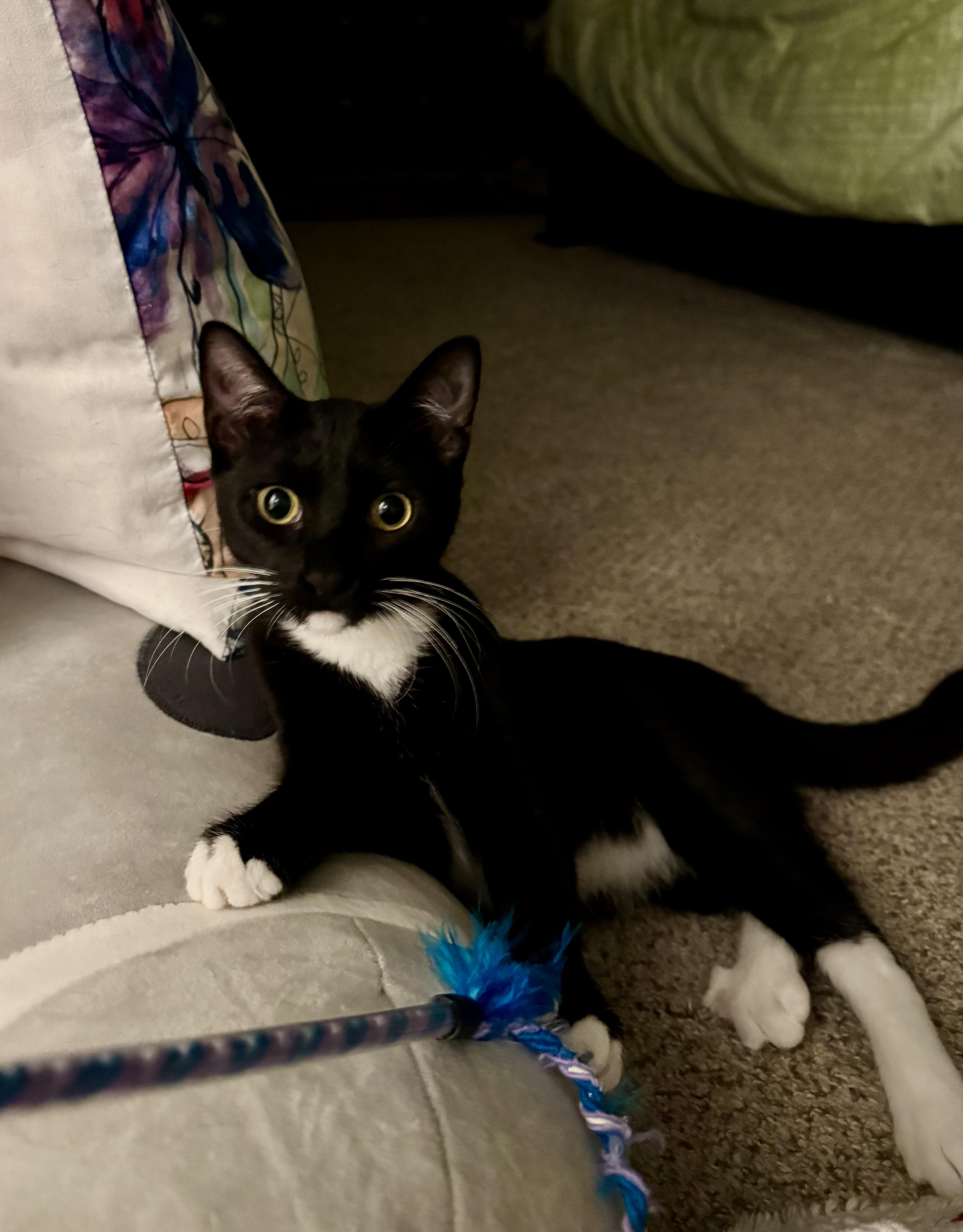 Chipotle thumbnail 4