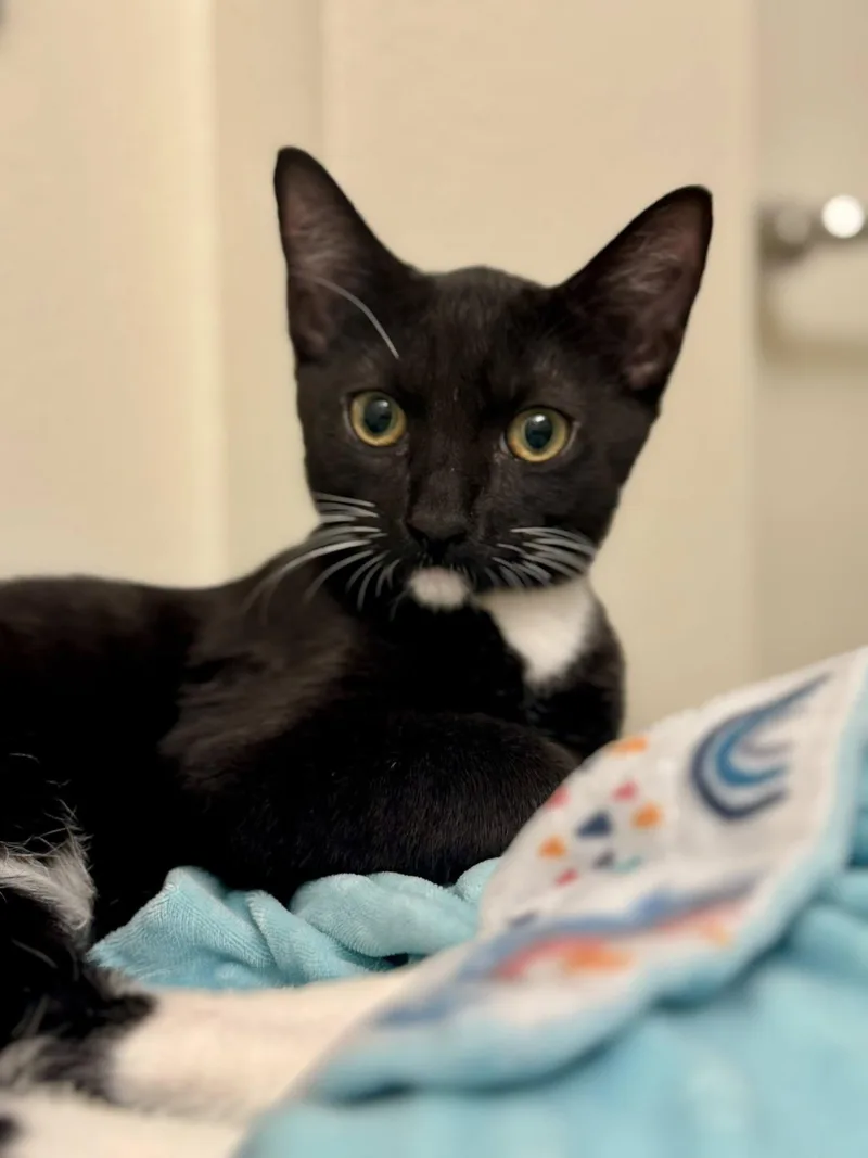 Chipotle thumbnail 5