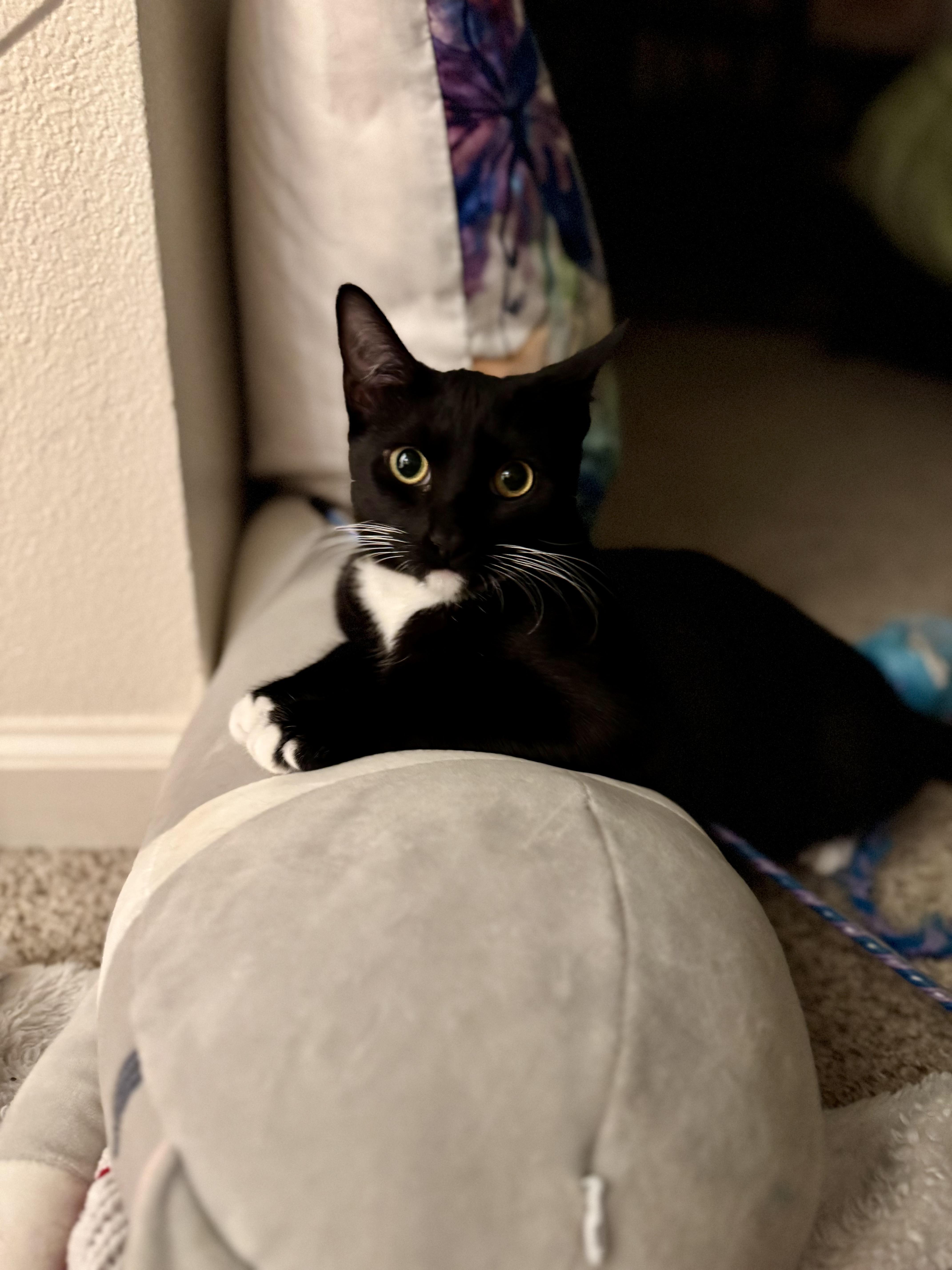 Chipotle thumbnail 6