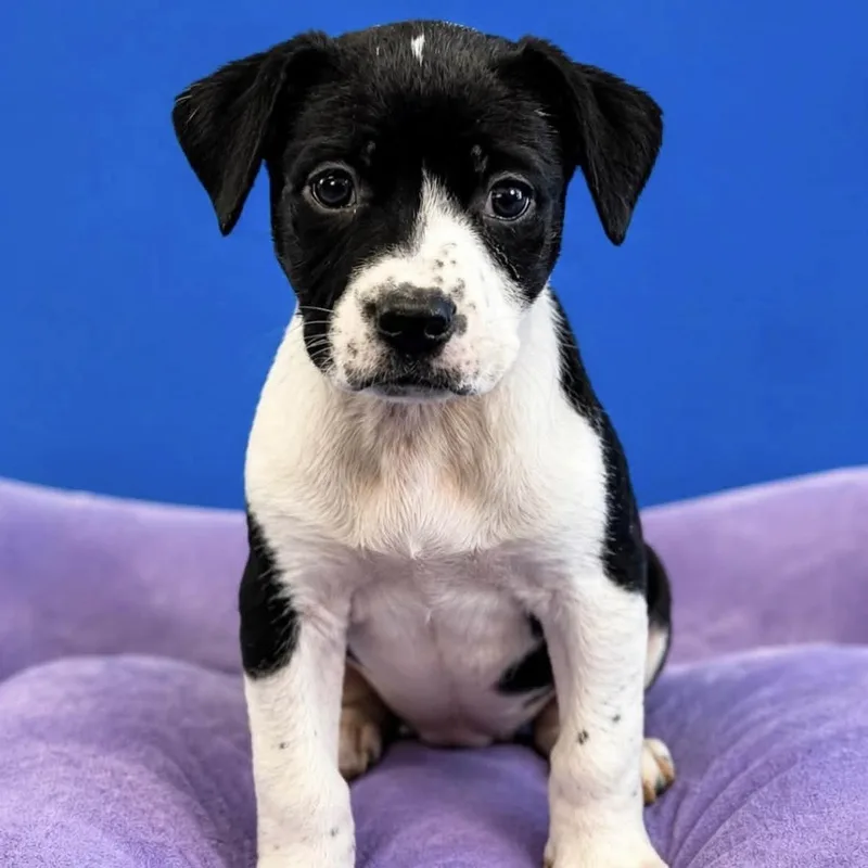 A baby medium-sized female Black Mixed Breed dog named Harley for adoption in Yaphank, NY