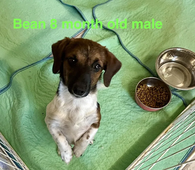 A young small-sized male Bicolor Miniature Dachshund dog named Bean for adoption in Chickasha, OK