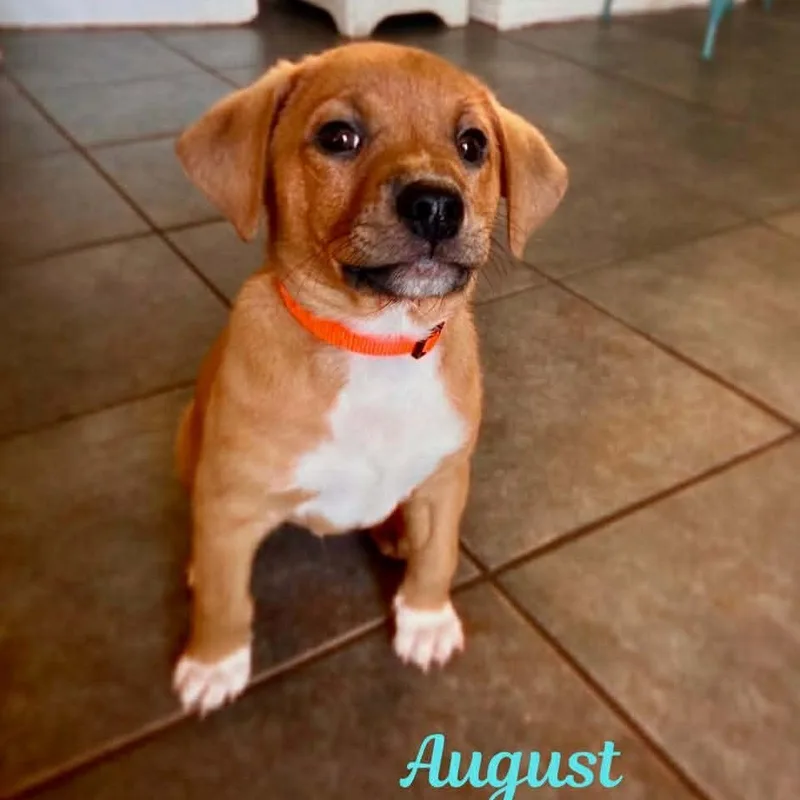 A baby medium-sized male Yellow / Tan / Blond / Fawn Hound dog named August for adoption in Madisonville, LA