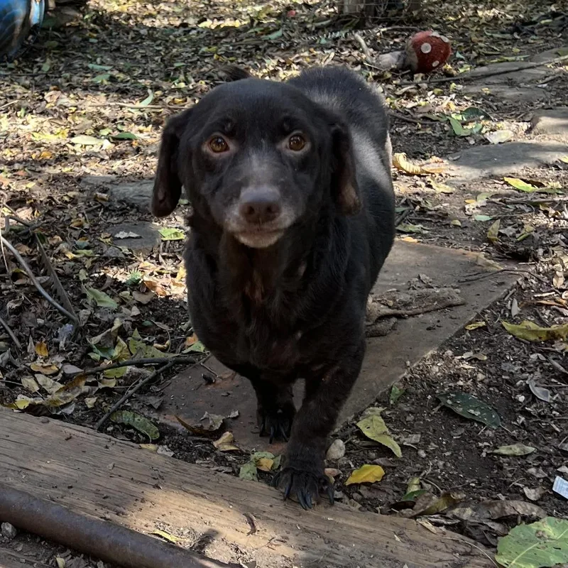 An adult medium-sized female Brown / Chocolate Mixed Breed dog named Atti for adoption in Columbus, GA