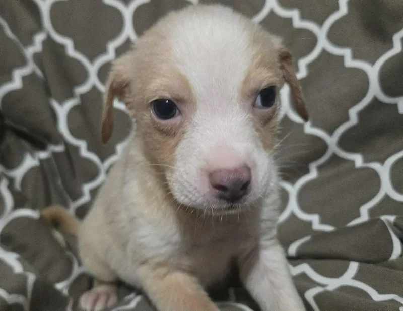 Blue Jay thumbnail 2