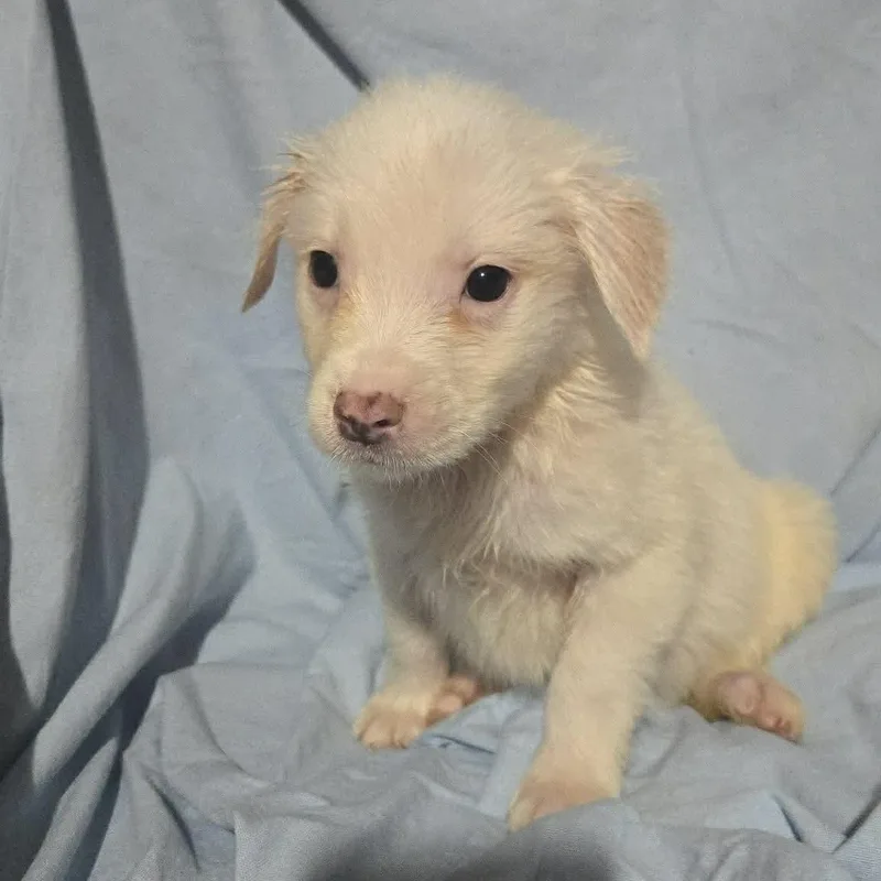 Blue Jay thumbnail 3