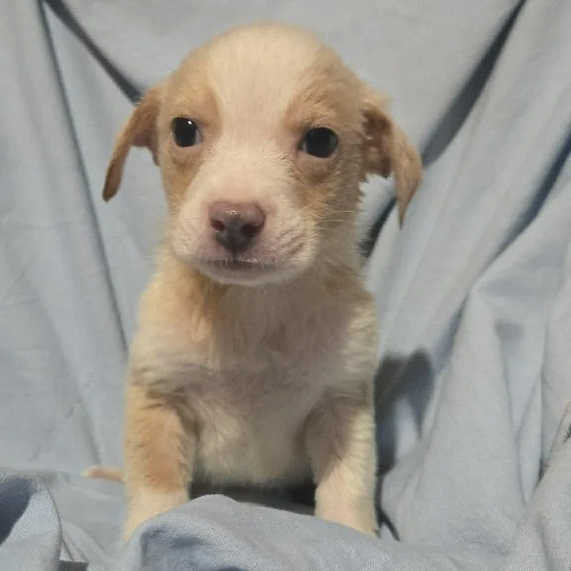 Blue Jay thumbnail 4