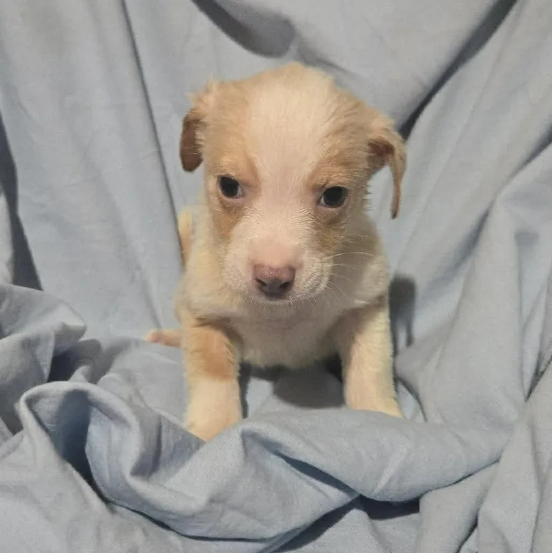 Blue Jay thumbnail 5