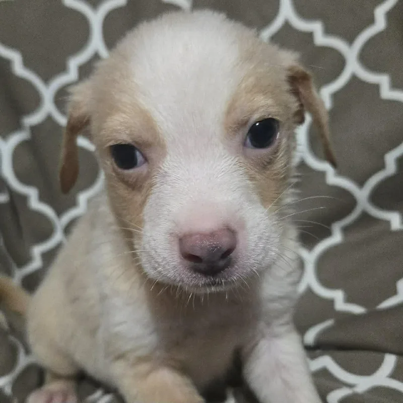 Blue Jay thumbnail 6