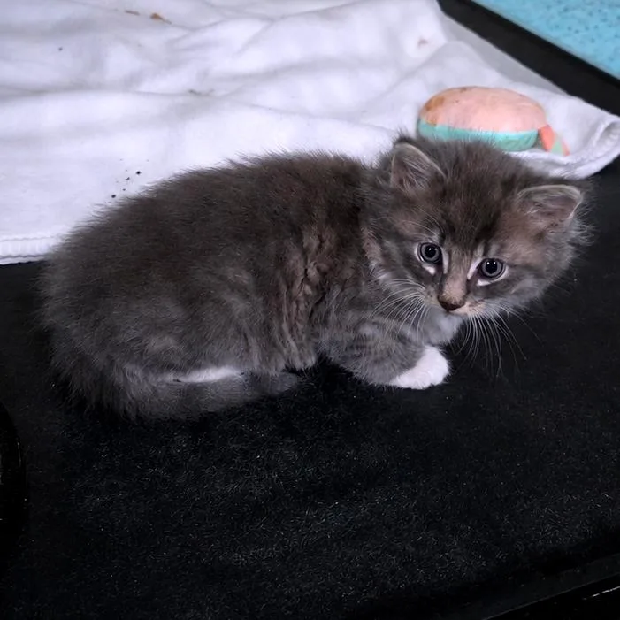A baby small-sized male Gray / Blue / Silver Domestic Medium Hair cat named Koopa for adoption in Clarksville, TN