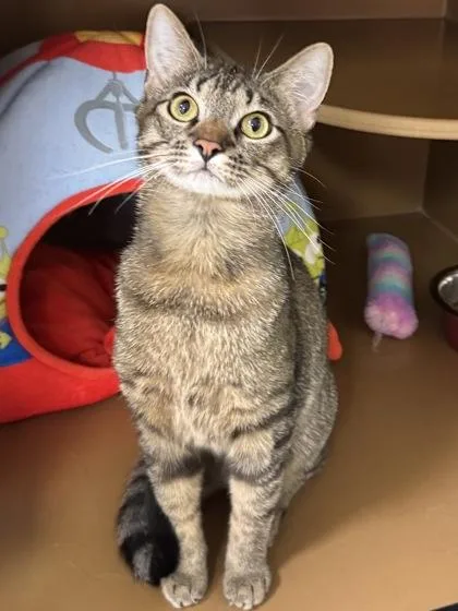 A young medium-sized male Domestic Short Hair cat named Shine $ for adoption in Seneca, SC