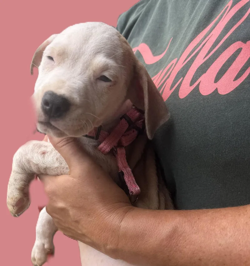 A baby medium-sized female Mixed Breed dog named Kittle for adoption in Jackson, MS